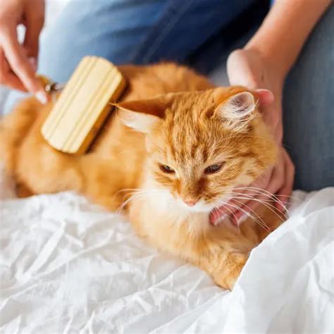 Strange Things Cats Eat: Pica Symptoms and Treatments …