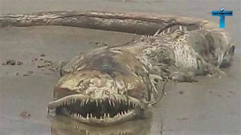 Strange creatures caught on camera. What is this mystery creature? CNN's Jeanne Moos reports a Texas city is asking the public to help ID it.#JeanneMoos #CNN #News 