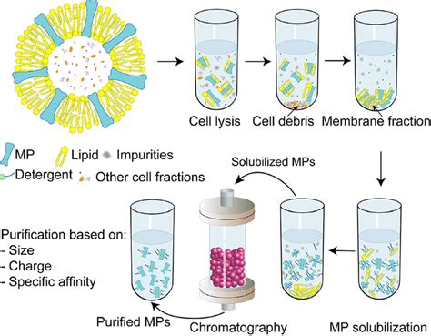 Strategies for the Purification of Membrane Proteins - PubMed