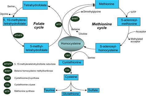 Strategies for the treatment of cystathionine β-synthase …