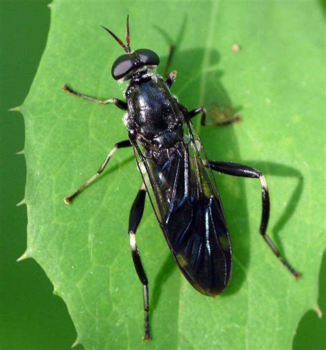 Stratiomyidae - Soldier flies NatureSpot