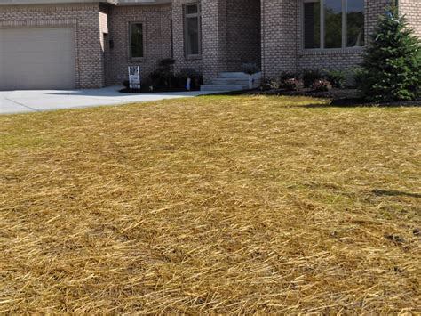 Straw for grass seed. How Much Straw to cover Grass Seed. A bale of straw should cover about 1,000 square feet of seeded lawn area. However, if the straw is bagged in smaller amounts, a bag can cover up to 500 square feet of lawn. The number of bales you need will actually depend on the size of the area you are covering. If the area is small, you can go for the ... 