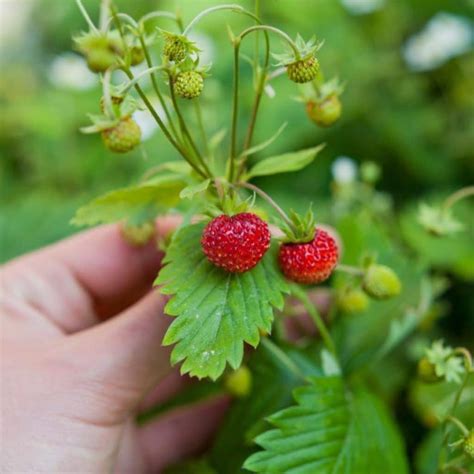 Strawberru Onlyfans Leak