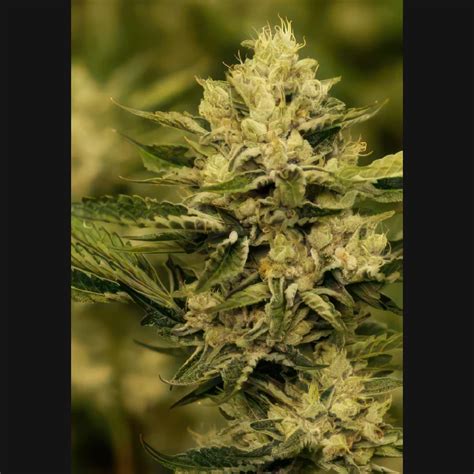 Strawberry Amnesia - Greybeard Seeds