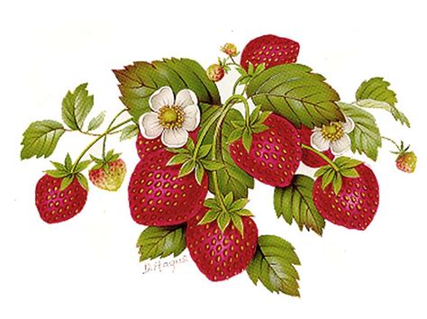 Strawberry Delight 4594 Strawberry art, Strawberry drawing, Fruit illustration