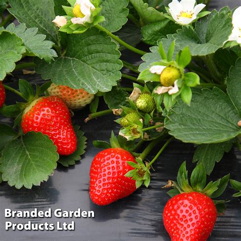 Strawberry Plants Marshmello Suttons