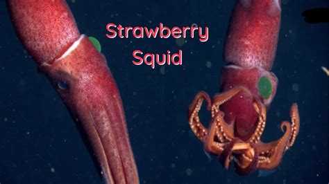 Strawberry Squid Spotted - YouTube