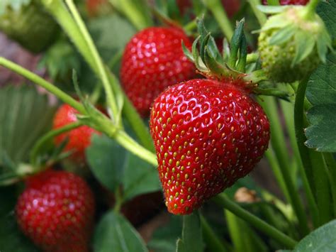 Strawberry a berry. Potassium: 89 mg. Vitamin A: 1 microgram (mcg) Vitamin C: 56 mg. Vitamin K: 2.1 mcg. As you can see, strawberries are an excellent source of vitamin C. Incorporating them into your diet can help ... 