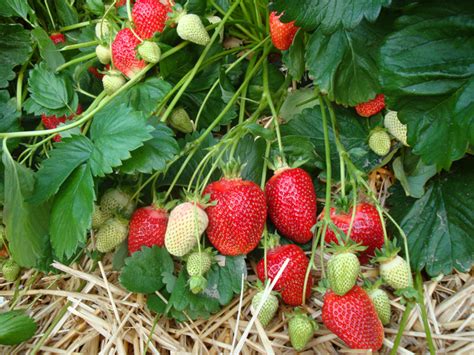 Strawberry asia. Indian, or mock strawberry, is a weedy, ground-hugging plant that roots from runners. The flowers are solitary, arising from leafy joints along the stems, with 5 leafy bracts at the base of the flower that are toothed and larger than the sepals. Petals 5, yellow. Blooms April–June. Leaves compound with 3 parts; leaflets coarsely toothed, each with its own small stalk; leaves and stems ... 