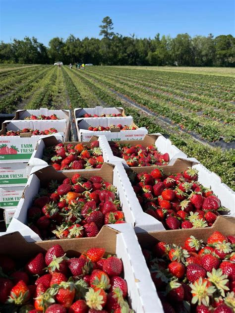 Strawberry farm. WE SELL BEST AGRICULTURE PRODUCTS. GUIDED BY THE EXPERTS HAVING MORE THAN 40 YEARS. Owned and handled by agricultural experts, Mannuthy farms … 