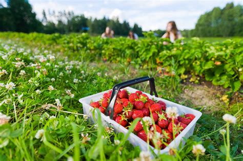 Strawberry farm near me. Pick your own (u-pick) strawberries farms, patches and orchards near Saint Louis, MO. Filter by sub-region or select one of u-pick fruits, vegetables, berries. You can load the map to see all places where to pick strawberries near Saint Louis, MO for … 
