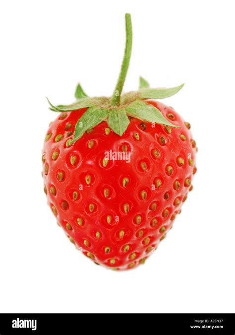 About Strawberries · The Strawberry (genus Fragaria) is one of more than 20 species of flowering plants in the rose family (Rosaceae) and their edible fruit.. 