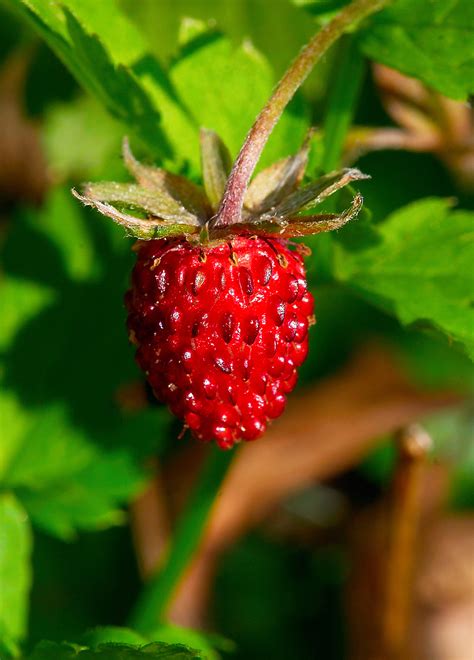 The genus of strawberry, Fragaria, has many species. They bear small seeds that are easily dispersed; consequently, the genus is native to both Old and New Worlds (even isolated Hawaii has a.... 