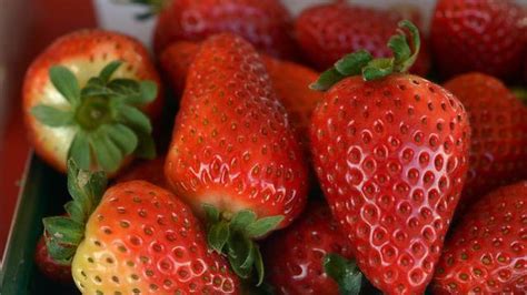 Strawberry season starts strong for St. Louis-area farmers