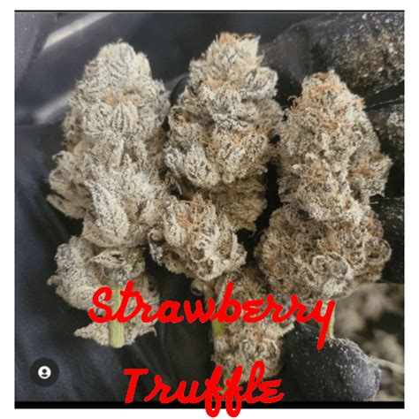 Strawberry truffles strain. Mar 29, 2021 ... hybrid. It is known for its fruity, strawberry, and skunk aroma. Strawberry Jelly flavor and potency, not recommended for first time users ... 