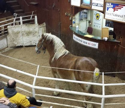 Strawtown horse auction. Things To Know About Strawtown horse auction. 