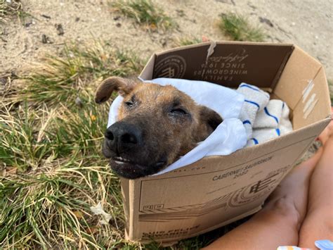 Stray island dog saved by local woman now heading to Colorado