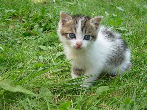 Stray kitten. Feb 21, 2020 · Distinguishing a stray house cat from a feral cat isn’t always easy, though there are some clear indicators. A cat that has been “ ear-tipped ,” for example, is almost certainly feral. Look ... 