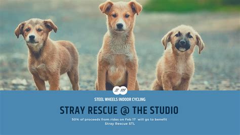 Stray rescue. Stray Rescue's Urban Wanderers Art Show 2023. You're invited to Stray Rescue's Urban Wanderers Art Show & Auction on August 4th at the Four Seasons! Artists from across the country have been inspired over the last few months creating unique, one-of-a-kind pieces of art telling the most incredible stories of … 