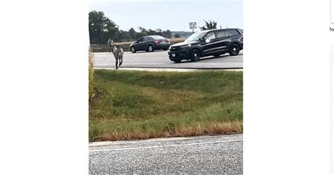 Stray zebras from Goebbert