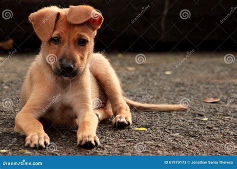 Stray.Pup Onlyfans Leaked +18 82 Videos