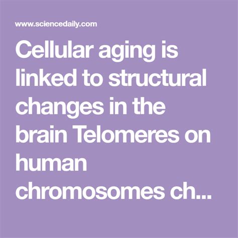 Stress Linked to Aging Chromosomes - Scientific American