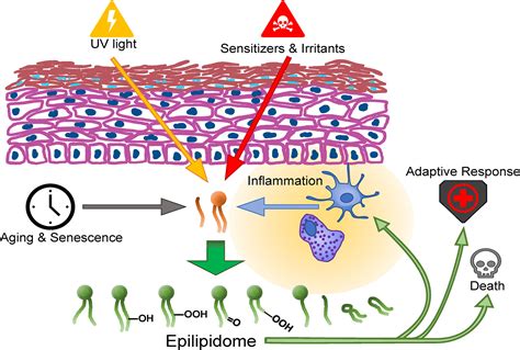 Stress and the skin - PubMed