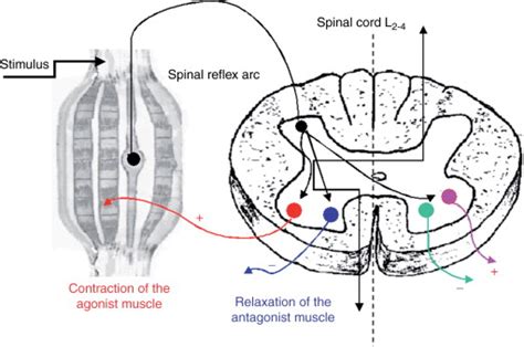 Stretch Reflex - an overview ScienceDirect Topics