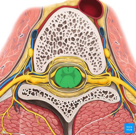 Stretch reflex: Anatomy Kenhub