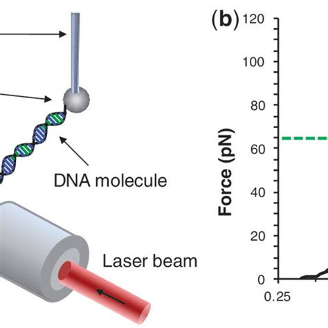 Stretching DNA with optical tweezers - PubMed