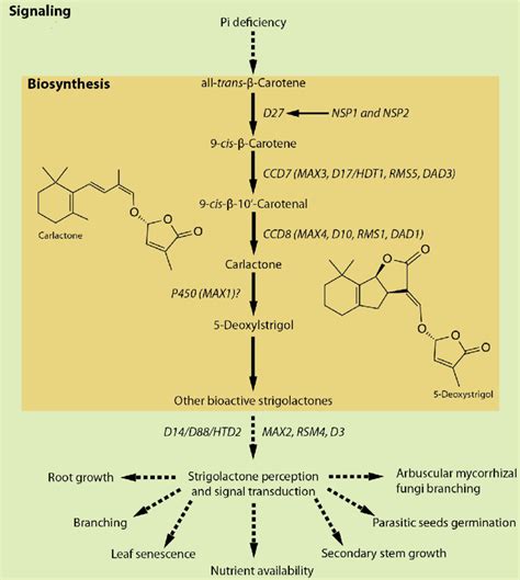 Strigolactone biosynthesis and signaling in plant development