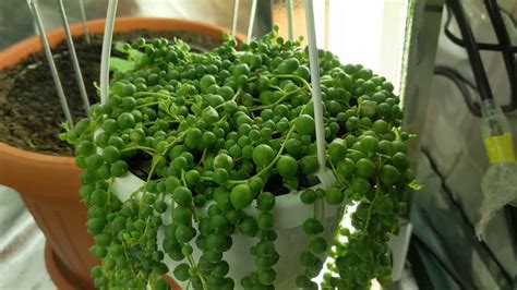 String of Pearls - YouTube