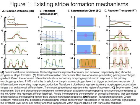 Stripe Formation Patterns OpenWetWare