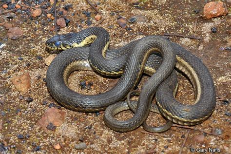 Striped Racers (Whipsnakes) found in California