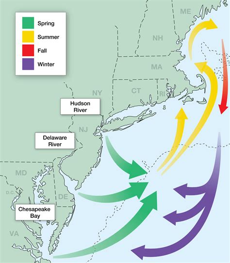 Striped bass migration. Follow the 2017 Striper Migration. Throughout winter, fishermen mull over this question as anticipation builds for the arrival of migrating striped bass. Every year is different, and exact timing in each location seems to be strongly influenced by water temperatures along the Atlantic coast. By tracking fishing reports from charter captains ... 