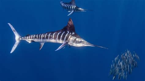 Striped marlin fish Britannica