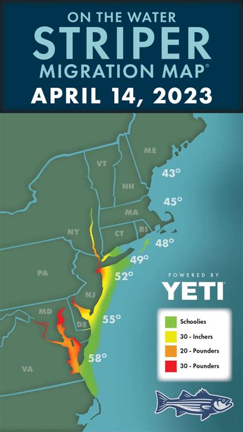 Striper Migration Map - May 5, 2023 3 min read Post-spawn stripers are exiting the Chesapeake Bay and Delaware River and heading for the open ocean. Big bass are moving up the Hudson River, while plenty more continue to feast in the Raritan Bay.. 