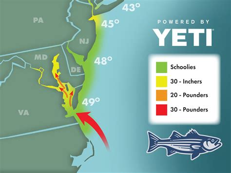 2017: Bitter cold weather in March delayed the striper spawn in the Chesapeake and slowed the start of the migration. In mid-May, big post-spawn bass showed up off northern New Jersey to chow down on bunker. Remarkably, schools of bass, including many fish over 30 pounds, arrived in Cape Cod waters earlier than usual, and it seemed as if large .... 