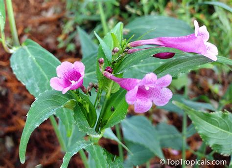 Strobilanthes cusia (flaccidifolius) - Chinese Rain Bell