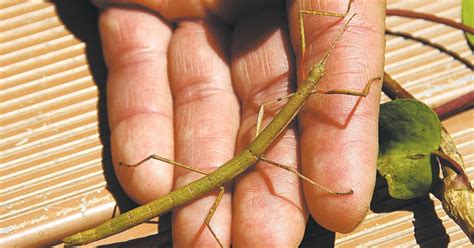 Strong toxin needed to stop walking stick - San Diego Union …