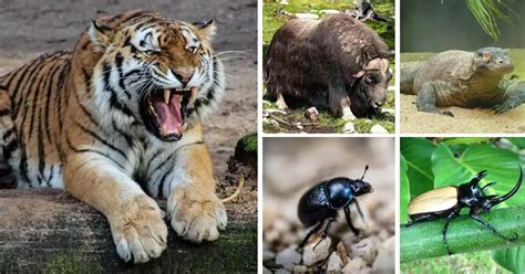 Strongest animals. 6. Grizzly Bear. A grizzly bear is one of the most powerful animals to walk the planet, capable of lifting 1102 lbs. – 0.8 times its body weight – and has a bite force of 975 psi. 7. Hippopotamus. With a bite force of 2000 psi, the hippo possesses the strongest bite of any creature on land. 8. 