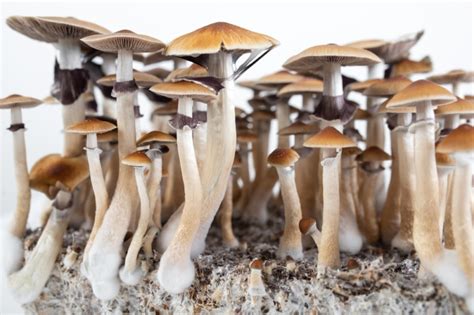 In mycologist Paul Stamets ' mushroom identification guide, Psilocybin Mushrooms of the World, he calls P. cubensis "the most majestic of the Psilocybes" because of their easy-to-recognize size and golden color.. 