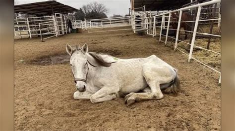 Kill pen, auction, slaughter horses. We have started to buy hors