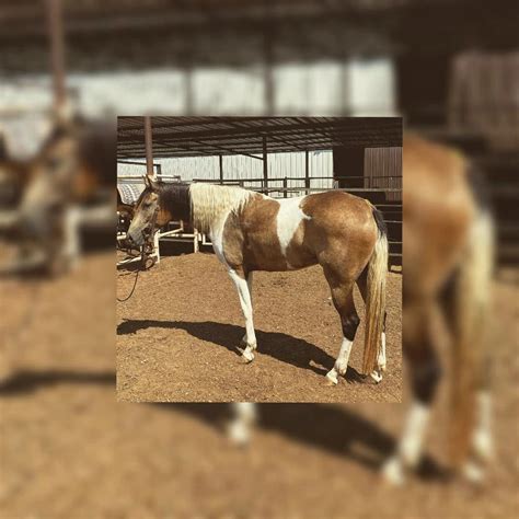 Tag 119 Chestnut Gelding 8 to 9 years old 15.1 hh Video states he has aqha papers, after further research we have found that the papers that came with...