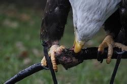 Structural/Physiological Adaptations - Bald Eagle