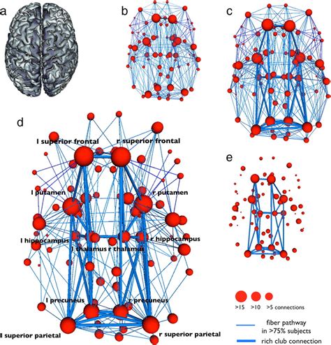 Structural Analysisthe Human Connectome A Structural Description Of The Human Brain