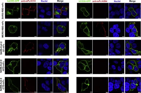 Structural And Functional Basis Of Sars Cov 2 Entry By Using Human Ace2 Sciencedirect