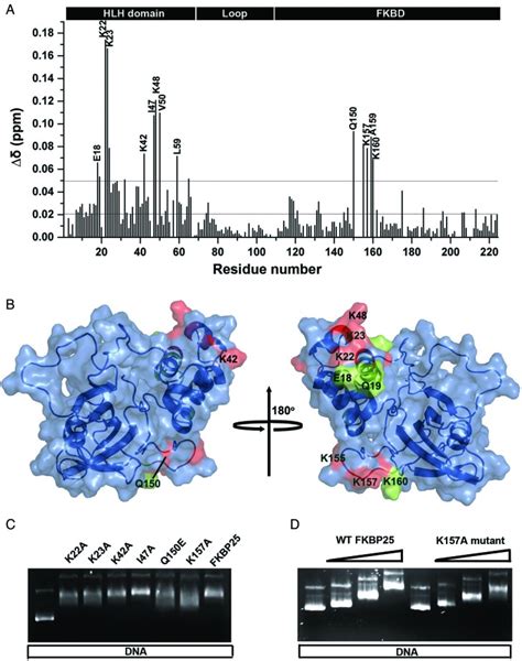 Structural Basis Of Drug Nucleic Acid Recognition