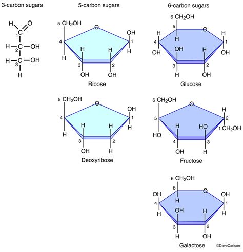 Structural Diagram Of Monosaccharide Monosaccharides Structu
