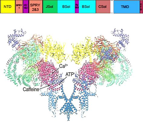 Structural Insight Into Ryanodine Receptor Channelopathies